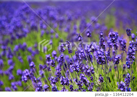 満開のラベンダーファーム 116412204