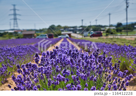 満開のラベンダーファーム 満開のラベンダーファーム 116412228