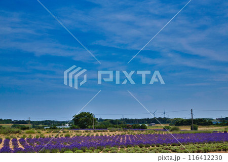 満開のラベンダーファーム 116412230