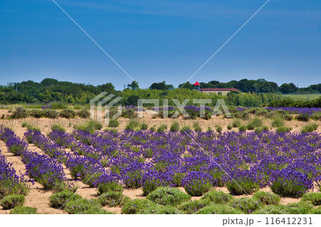 満開のラベンダーファーム 116412231