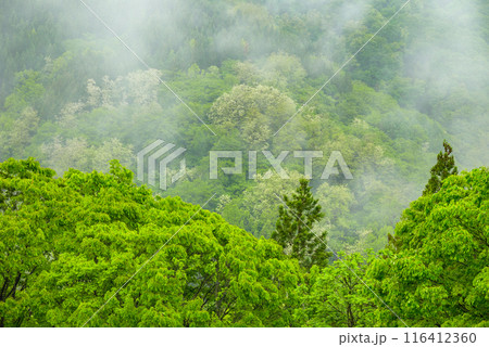 新緑と雨霧【北安曇郡池田町】 116412360