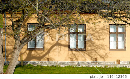 vintage yellow wall architecture with tree foreground in Oslo, Norway 116412566
