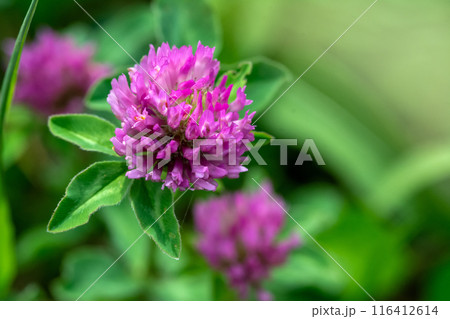 A close-up photo of a bright purple clover wildflower in a natural outdoor setting 116412614