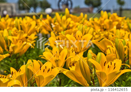 ゆりの里公園 116412655