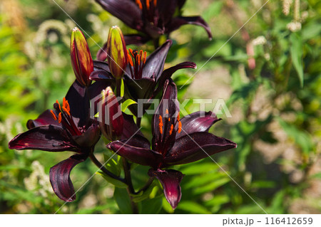 ゆりの里公園 116412659