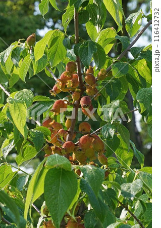ロウバイの果実 116412732