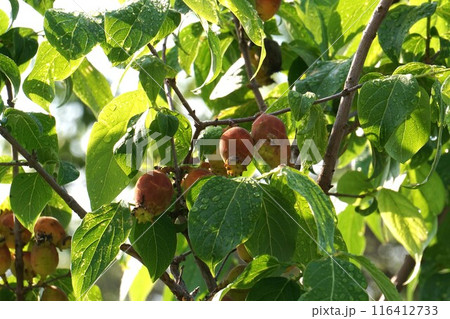 ロウバイの果実 116412733