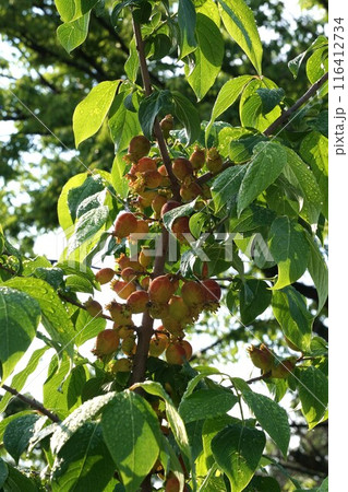 ロウバイの果実 116412734