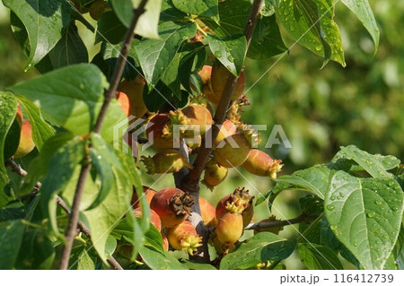 ロウバイの果実 116412739