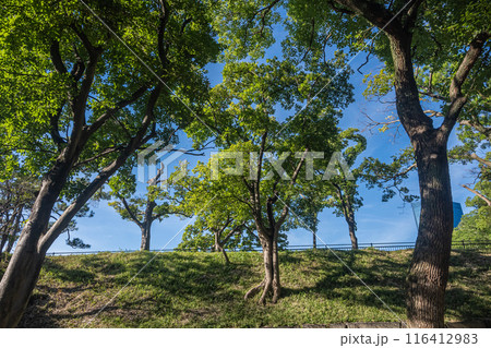 大阪城内の樹林 大阪城内の樹林 116412983