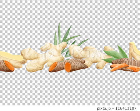 Watercolor turmeric and ginger roots with leaves seamless border isolated on white. Hand drawn endless background for kitchen textile, organic healthy food packaging and menus and web sites Watercolor turmeric and ginger roots with leaves seamless border isolated on white. Hand drawn endless background for kitchen textile, organic healthy food packaging and menus and web sites 116413107