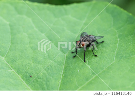 センチニクバエ センチニクバエ 116413140