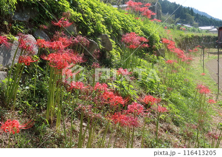 大原の風景 大原の風景 116413205