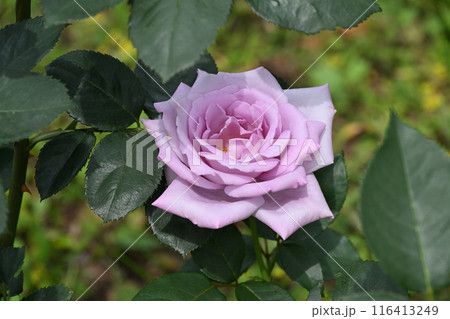 ブルームーン・バラ 116413249