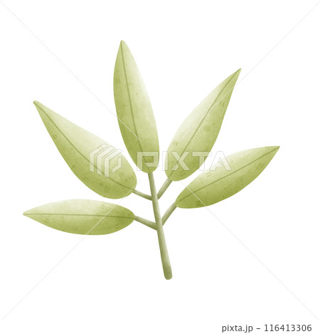 leaves and branch 116413306