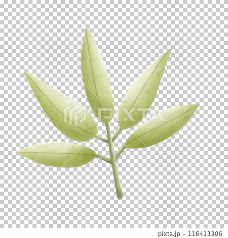 leaves and branch 116413306