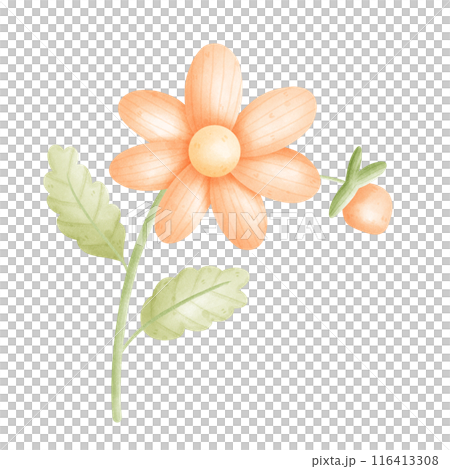 flower 116413308