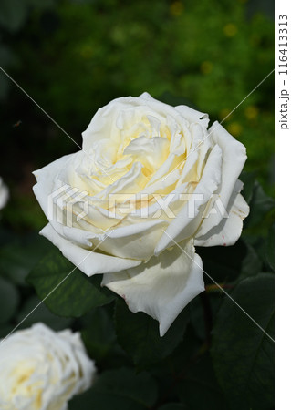 ロイヤル・プリンセス 116413313