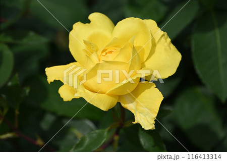 ローズ・ヨコハマ 116413314