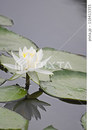 スイレンの花 スイレンの花 116413355