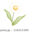 flower 116413389