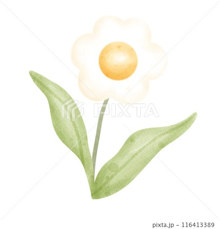 flower 116413389