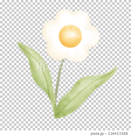 flower 116413389