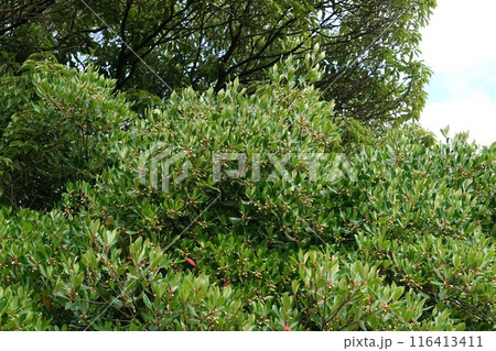 モッコクの花　 116413411