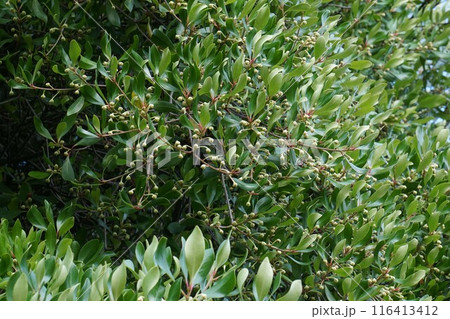 モッコクの花 モッコクの花 116413412