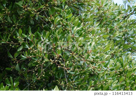 モッコクの花 モッコクの花 116413413