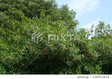 モッコクの花　 116413414