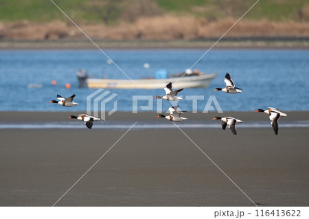 冬、吉野川河口域を飛翔するツクシガモ群れ02 冬、吉野川河口域を飛翔するツクシガモ群れ02 116413622