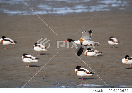 冬、吉野川を飛翔するツクシガモ03 116413626