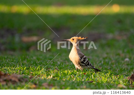 春、西表島に渡来した渡鳥ヤツガシラ02 116413640