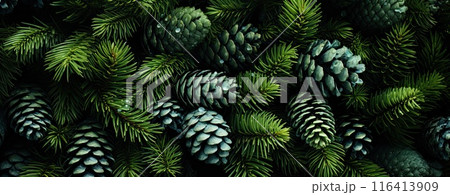 Evergreen tree natural background, web banner format. 116413909
