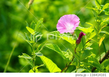 夏に咲く朝顔 116414101