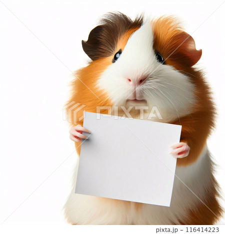 Cute 3d animals holding up an empty white sign, all isolated on a white background 116414223