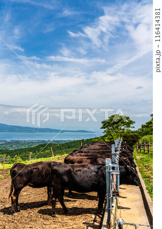 新緑の牧場の里あづま 黒毛和牛 【長崎県雲仙市】 新緑の牧場の里あづま 黒毛和牛 【長崎県雲仙市】 116414381