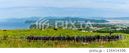 新緑の牧場の里あづま　黒毛和牛　パノラマ　【長崎県雲仙市】 116414396