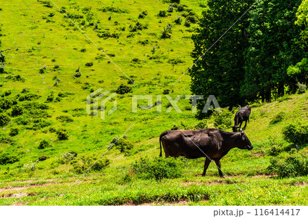 新緑の牧場の里あづま　黒毛和牛　【長崎県雲仙市】 116414417