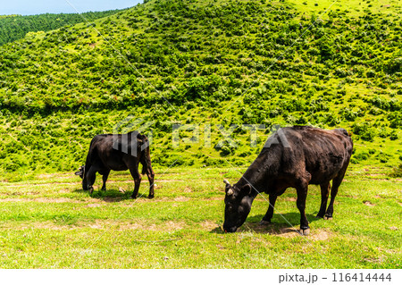 新緑の牧場の里あづま　黒毛和牛　【長崎県雲仙市】 116414444