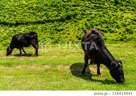 新緑の牧場の里あづま 黒毛和牛 【長崎県雲仙市】 新緑の牧場の里あづま 黒毛和牛 【長崎県雲仙市】 116414445