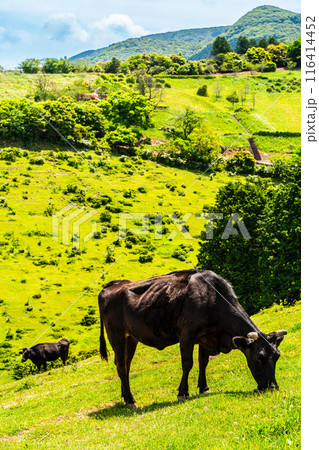 新緑の牧場の里あづま　黒毛和牛　【長崎県雲仙市】 116414452