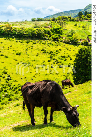 新緑の牧場の里あづま　黒毛和牛　【長崎県雲仙市】 116414454