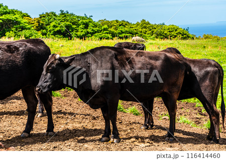 新緑の牧場の里あづま　黒毛和牛　【長崎県雲仙市】 116414460