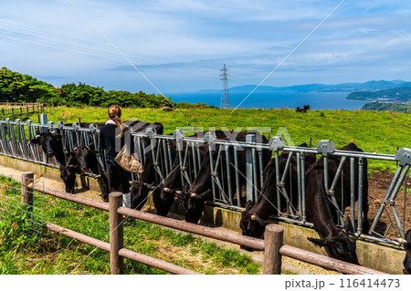 新緑の牧場の里あづま　黒毛和牛　【長崎県雲仙市】 116414473
