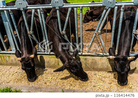 新緑の牧場の里あづま　黒毛和牛　【長崎県雲仙市】 116414476