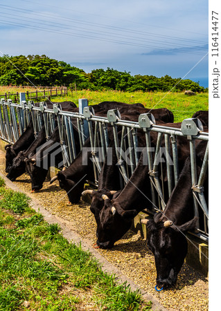 新緑の牧場の里あづま 黒毛和牛 【長崎県雲仙市】 新緑の牧場の里あづま 黒毛和牛 【長崎県雲仙市】 116414477