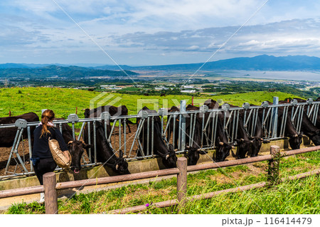 新緑の牧場の里あづま　黒毛和牛　【長崎県雲仙市】 116414479