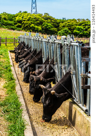 新緑の牧場の里あづま 黒毛和牛 【長崎県雲仙市】 新緑の牧場の里あづま 黒毛和牛 【長崎県雲仙市】 116414493